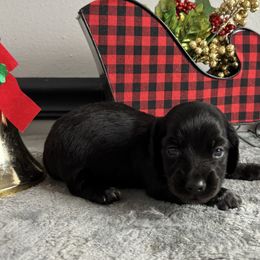 Pluto - Black male Dachshund puppy in Gilbertsville, Kentucky from DeLaunes Dachshunds