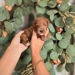 Brown Collar - Red  male Goldendoodle puppy in Somerville, Alabama from Southern Enchanted Doodles
