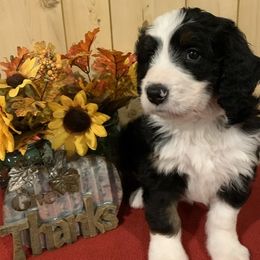 Bernedoodle Puppies from Lake Poygan Bernedoodles
