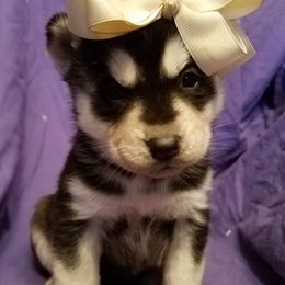 Siberian Husky Puppies from Haskins Huskies