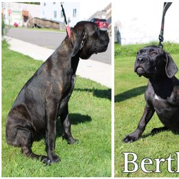 Cane Corso Puppies from Dale Diessner