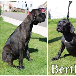 Cane Corso Puppies from Dale Diessner