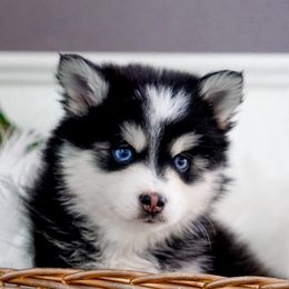 Pomsky Puppies from Arctic Star Pomskies