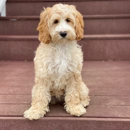 Lexi - Australian Labradoodle