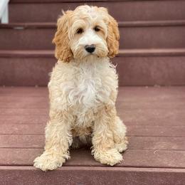Lexi - Australian Labradoodle