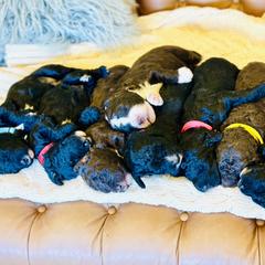 Spanish Water Dog Puppies from Ohana Spanish Water Dogs