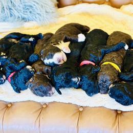 Spanish Water Dog Puppies from Ohana Spanish Water Dogs