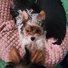 Mateo - Parti male Yorkshire Terrier puppy in Newport News, Virginia from Ty-Shea Designs Yorkies and More LLC