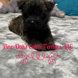 Oz - Brindle male Cairn Terrier puppy in Andalusia, Alabama from Pine-Oaks Cairn Terriers, LLC