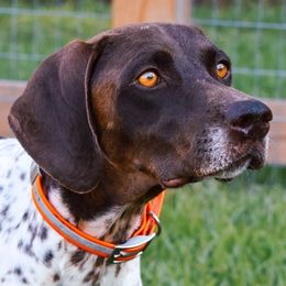 Sparrow - German Shorthaired Pointer