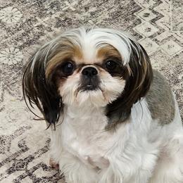 Caroline - Shih Tzu
