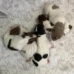 Blue fawn piebald male 2 more color - White and blue fawn male Teddy Roosevelt Terrier puppy in Russellville, Kentucky from Mud-E Acres Kennel
