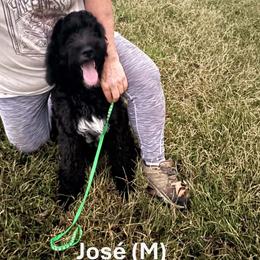 Jose' - Black male Goldendoodle puppy in Water Valley, Mississippi from Olympian Doodles