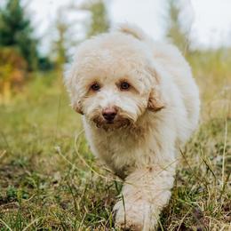 Theodore - Cream male Cockapoo puppy in Dixon, Montana from Super Z Kennels