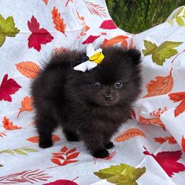 Ebony - Black female Pomeranian puppy in Green Cove Springs, Florida from Natasha's Ark of Joy
