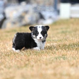 Motley - Black and tan female Pembroke Welsh Corgi puppy in Mona, Utah from Sorensen Corgis