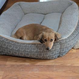 Brandy - Dachshund