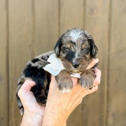 Snoopy - Blue merle male Bernedoodle puppy in Bellville, Ohio from Bernedoodle Buddies