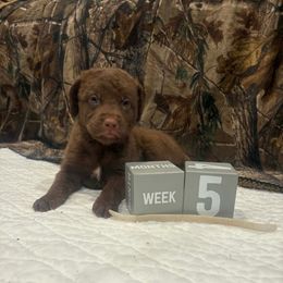 White Dot - Brown male Chesapeake Bay Retriever puppy in Wisconsin Dells, Wisconsin from Kilbourn Chesapeakes