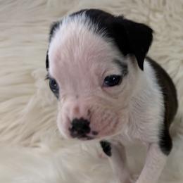 Trooper - Brindle male Boxer puppy in Ocala, Florida from Bowers Boxers