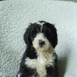 Girl 1 - female Australian Mountain Doodle puppy in Travelers Rest, South Carolina from Upstate Aussie Mountain Doodles