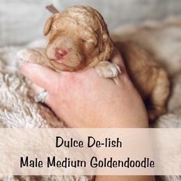 Spot 5 - Apricot female Goldendoodle puppy in Redmond, Oregon from Bourbon and Lace Doodles