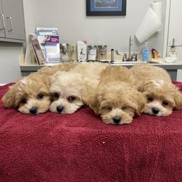 Maltipoo puppies from My Sweet Poodles and Doodles