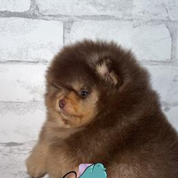Frost - Chocolate and tan male Pomeranian puppy in Perry County, Ohio from Speechless Pom’s