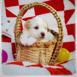 Havanese Puppies from Cloud 9 Havanese