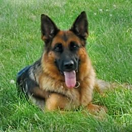 Sadie - German Shepherd