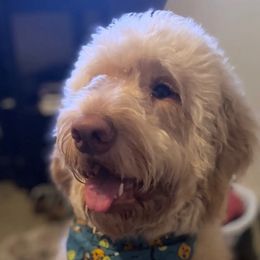 T - Labradoodle