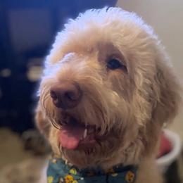 T - Labradoodle