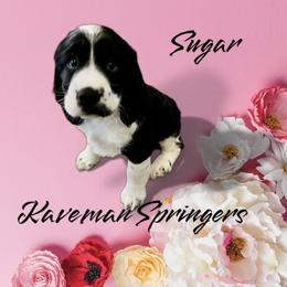 Female- Black white-  Sugar - Black and white female English Springer Spaniel puppy in Pacific, Washington from Kaveman Springers