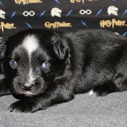Australian Shepherd, Miniature American Shepherd, Miniature Australian Shepherd, and Toy Australian Shepherd Puppies from HP Aussie Kennels