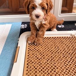 Amber - Red female Bernedoodle puppy in Glendale, Arizona from CocoLove Doodles
