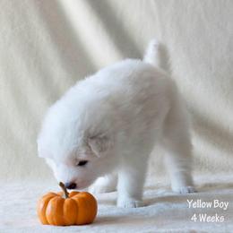 Samoyed Puppies from Desert Rose Samoyeds