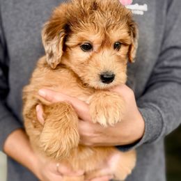 Beth - Brown merle female Aussiedoodle puppy in Eastman, Georgia from Dood B Ranch