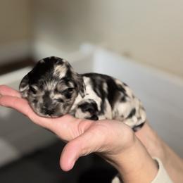 Boy 2 - Merle male Cockapoo puppy in Colorado from Garrett Doodles