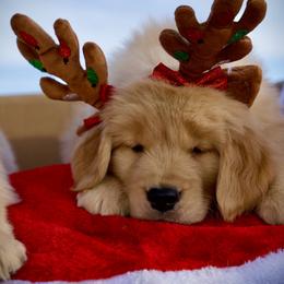 Goldendoodle and Golden Retriever Puppies from California Golden Love