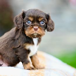 Saffron - Chocolate male Cavalier King Charles Spaniel puppy in Sugarcreek, Ohio from Chocolate Cavalier