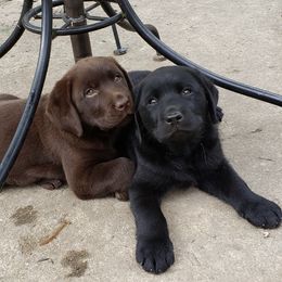 Labrador Retrievers from Ledyard's Labrador Retrievers
