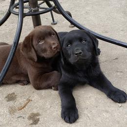 Labrador Retrievers from Ledyard's Labrador Retrievers