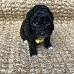 Goldendoodle Puppies from Our Darling Doodles