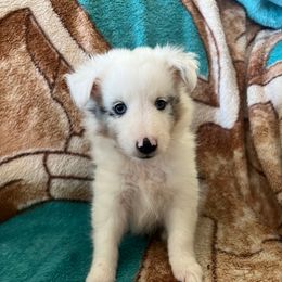 JR - White blue merle and tan male Shetland Sheepdog puppy in Kerville, Texas from Cedar Hill Kennels