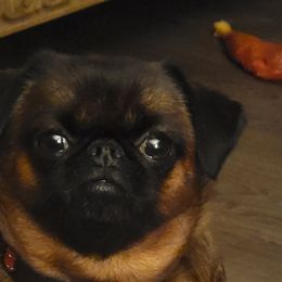 Brussels Griffons from Fretwell's Fabulous Griffons