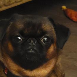 Brussels Griffons from Fretwell's Fabulous Griffons