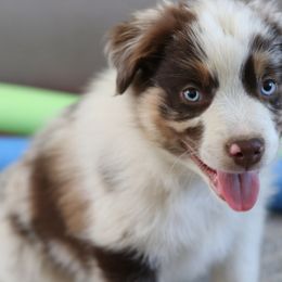 Bozeman - Red merle Australian Shepherd puppy in Noxon, Montana from MITIN Aussies AKC Standard Australian Shepherds