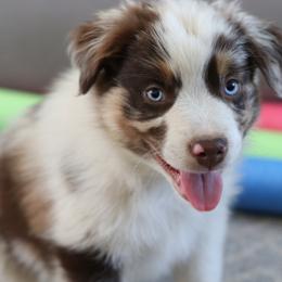 Bozeman - Red merle Australian Shepherd puppy in Noxon, Montana from MITIN Aussies AKC Standard Australian Shepherds