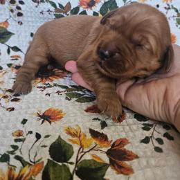 Girl 2 - Dark golden female Golden Retriever puppy in Lawtey, Florida from Rise and Shine Goldens