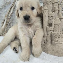 Pearl - Light golden female Golden Retriever puppy in Marietta, Oklahoma from Dogs of Diamond B